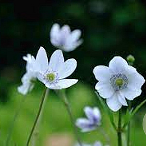 Anemone laveilli GM P9