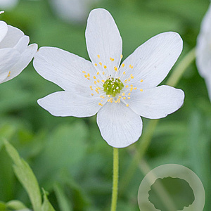 Anemone nemerosa GM P9