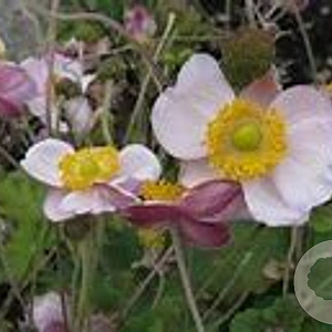 Anemone tomentosa 'Albadura' GM P9