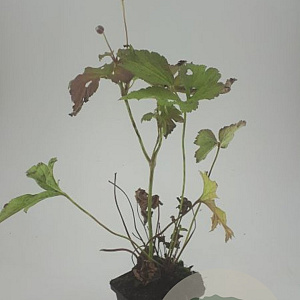 Anemone tomentosa 'Robustissima' GM P9