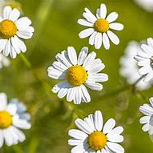 Anthemis nobilis GM P9