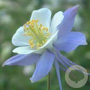 Aquilegia 'Heavenly Blue' GM P9