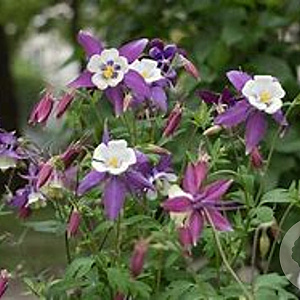 Aquilegia 'Lilac Beauty' GM P9