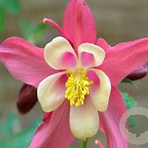 Aquilegia caerulea 'roze& White' GM P9