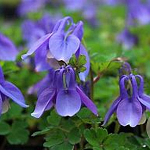 Aquilegia flabellata 'Ministar' GM P9