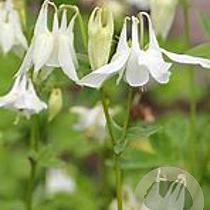 Aquilegia vulgaris 'Alba' GM P9