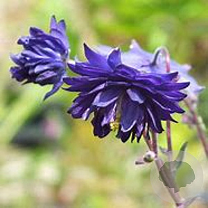 Aquilegia vulgaris 'Blue Barlow' GM P9