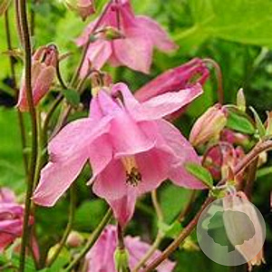 Aquilegia vulgaris 'Heidi' GM P9