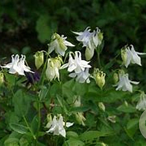 Aquilegia vulgaris 'Nivea' GM P9