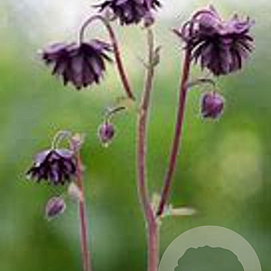 Aquilegia vulgaris 'Plena' GM P9