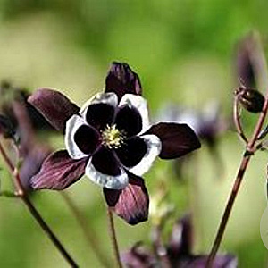 Aquilegia vulgaris 'William Guiness' GM P9