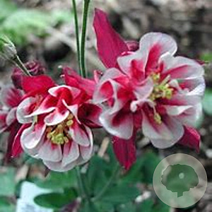 Aquilegia vulgaris 'Wink Double Red & White' GM P9