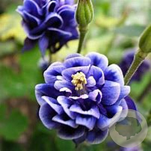 Aquilegia vulgaris 'Winky Double Blue & White' GM P9