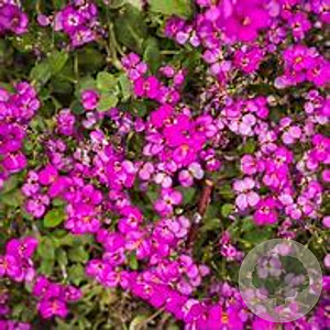 Arabis caucasica 'Pinkie' GM P9