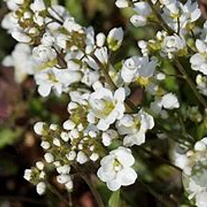 Arabis caucasica 'Plena' GM P9