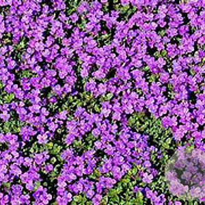 Arabis caucasica 'Rosea' GM P9