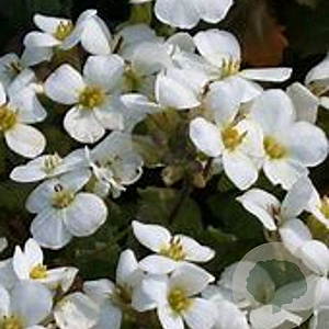 Arabis caucasica 'Snowcap' GM P9