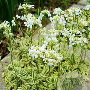 Arabis ferdinandi-coburgii 'Old Gold' GM P9