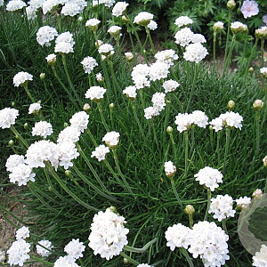 Armeria maritima 'Alba' GM P9