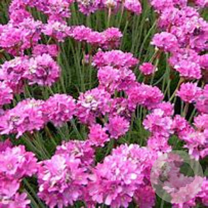 Armeria maritima 'DÃ¼sseldorfer Stolz' GM P9