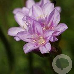 Armeria maritima 'Splendens Perfecta' GM P9