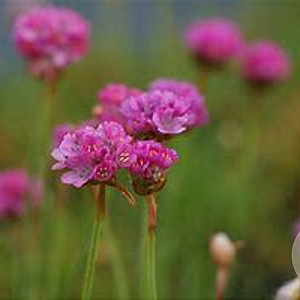 Armeria maritima 'Splendens' GM P9