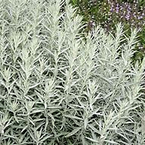 Artemisia ludoviciana 'Silver Queen' GM P9