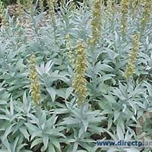 Artemisia ludoviciana 'Valerie Finnis' GM P9