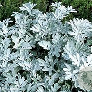 Artemisia stelleriana 'Boughton Silver' GM P9