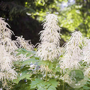 Aruncus aethusifolius 'Noble Spirit' GM P9