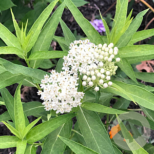 Asclepias incarnata 'Ice Ballet' GM P9