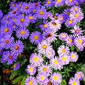 Aster alpinus 'Blue' GM P9