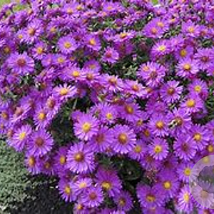 Aster dumosus 'Anneke' GM P9