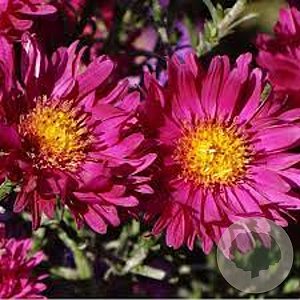 Aster dumosus 'Island Bahama's' GM P9