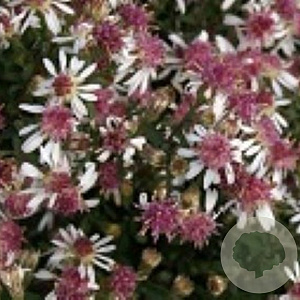 Aster lateriflorus 'Buck's Fizz' GM P9