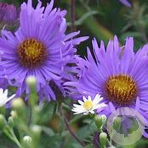 Aster novae-angliae 'Barr's Blue' GM P9