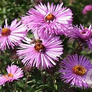 Aster novae-angliae 'Barr's Pink' GM P9