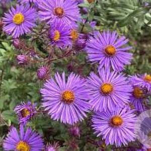 Aster novae-angliae 'Constance' GM P9