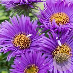Aster novae-angliae 'Purple Dome' GM P9