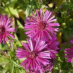 Aster novae-angliae 'Septemberrubin' GM P9