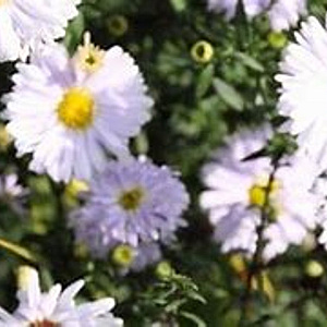 Aster novi belgii 'Porzellan' GM P9