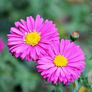 Aster novi-belgii 'Crimson Brocade' GM P9