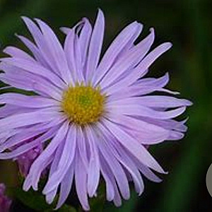 Aster novi-belgii 'Fellowship' GM P9