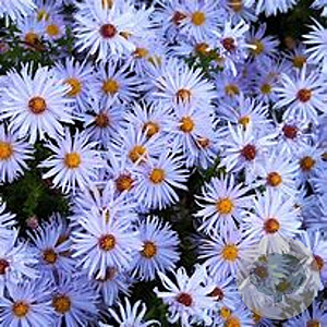 Aster novi-belgii 'Herrison's Blue' GM P9