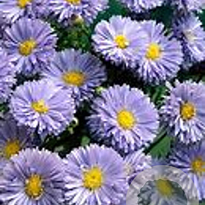 Aster novi-belgii 'Little Boy Blue' GM P9