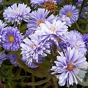 Aster novi-belgii 'Marie Ballard' GM P9