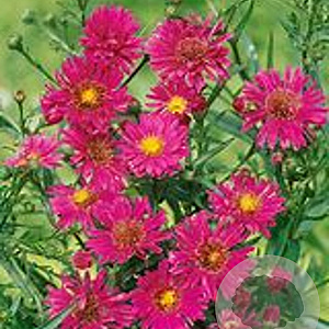 Aster novi-belgii 'Royal Ruby' GM P9