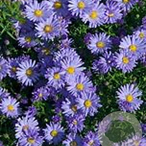 Aster novi-belgii 'Sarah Ballard' GM P9