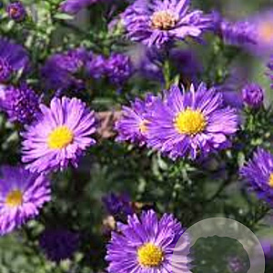 Aster novi-belgii 'Schoene von Dietlikon' GM P9