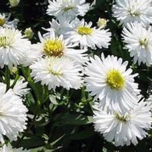 Aster novi-belgii 'White Ladies' GM P9